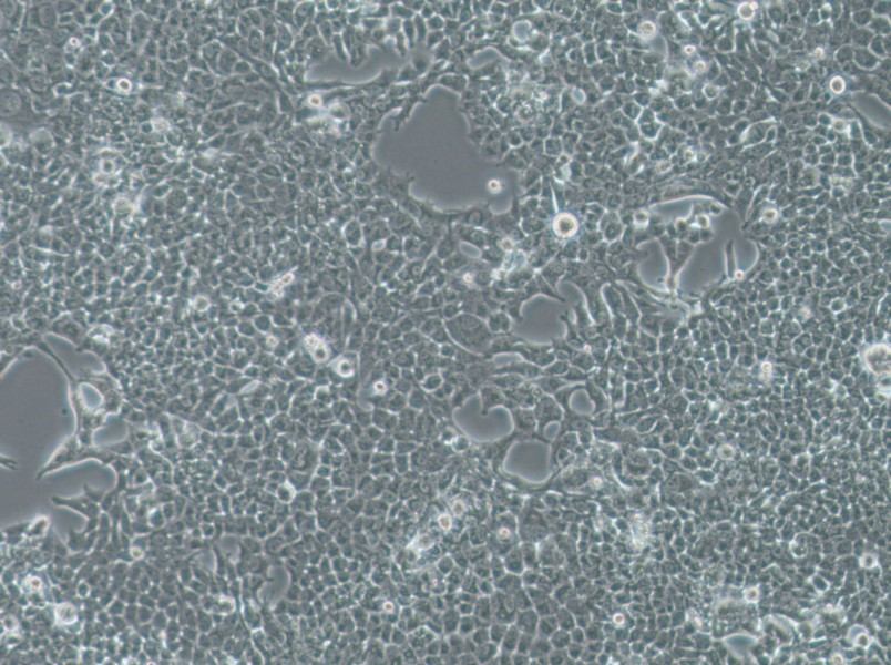 SW756 (DMEM) Cell Complete MediumSW756 (DMEM) Cell Complete Medium - 2