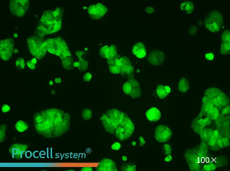 HT-29-GFP Cell Complete Medium - 1