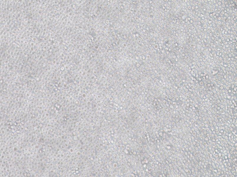 YT Cell Complete Medium - small - 2