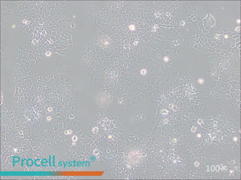 FaDu Cell Complete Medium - 3