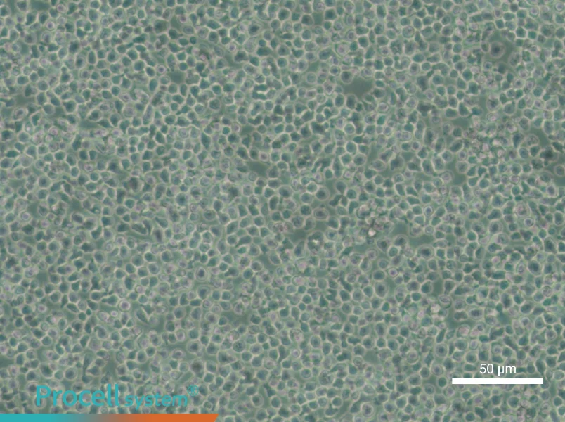 C1498-LUC Cell Complete Medium - 4