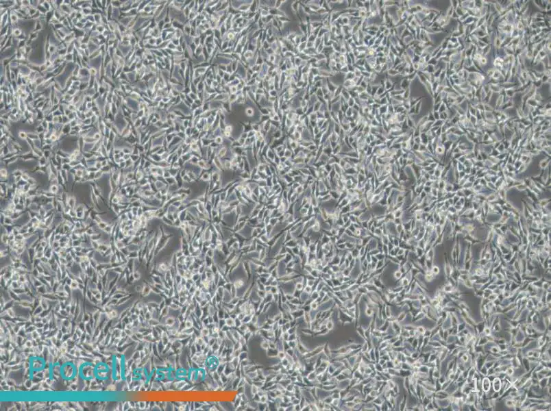 RKO-AS45-1 Cell Complete Medium - 1