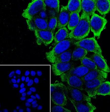 Recombinant MUC13 Monoclonal Antibody - 2