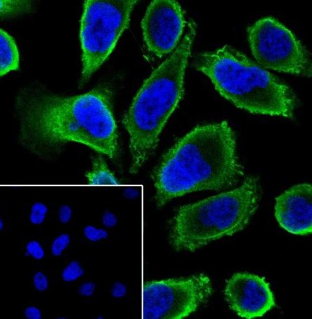 Recombinant Cdc42 Monoclonal Antibody - small - 4