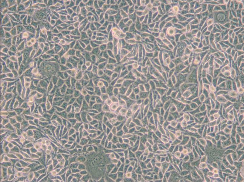 B82 Cell Complete Medium - small - 4