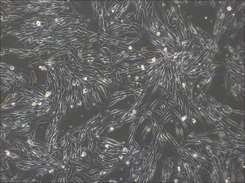 MeWo Cell Complete Medium-searchlist-1