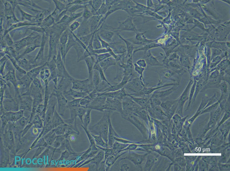 Rat Adipose-Derived Stem Cell Complete Medium - 4