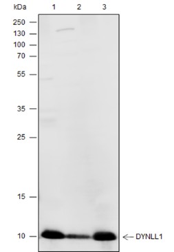 Recombinant DYNLL1 Monoclonal Antibody-searchlist-1