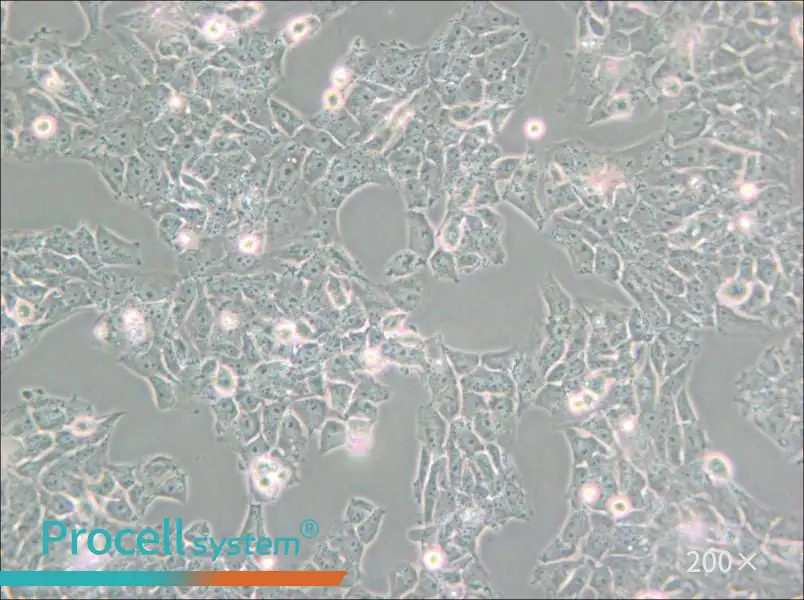 SK-N-AS Cell Complete Medium - small - 4