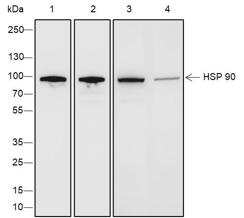Recombinant HSP90 beta Monoclonal Antibody-searchlist-1
