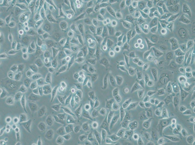PC-9 Cell Complete Medium - small - 7