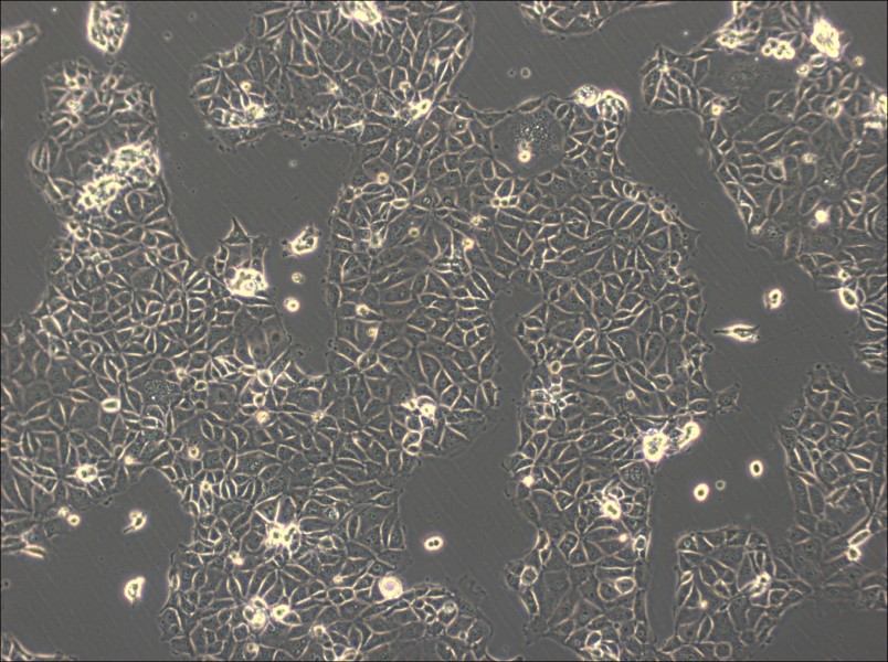 CMT93 Cell Complete Medium - 2