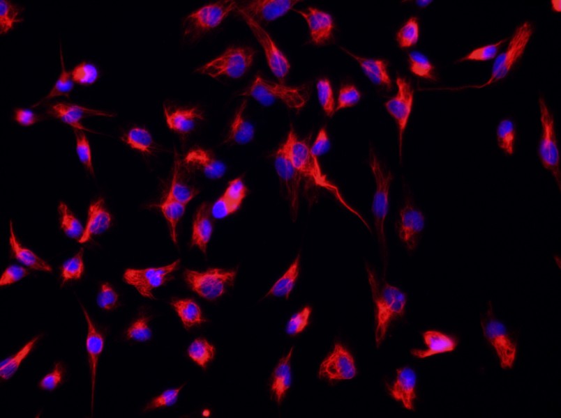 Mouse Renal Fibroblast Complete Medium - small - 4