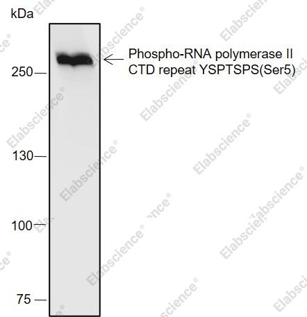 Recombinant Phospho-RNA Polymerase II CTD Repeat YSPTSPS (Ser5) Monoclonal Antibody - 2