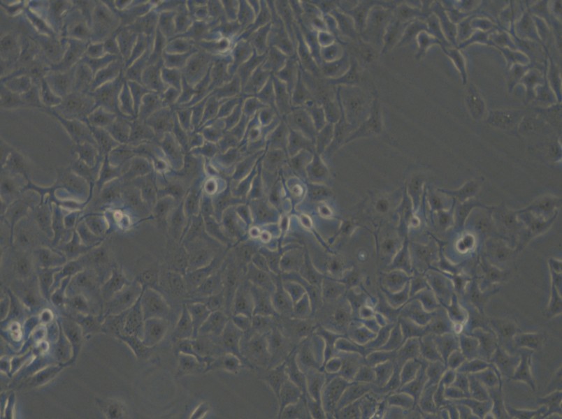 HCC1806 Cell Complete Medium - 4