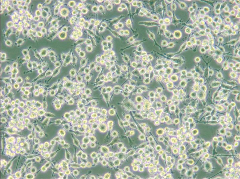 BV2 (DMEM) Cell Complete Medium - 6