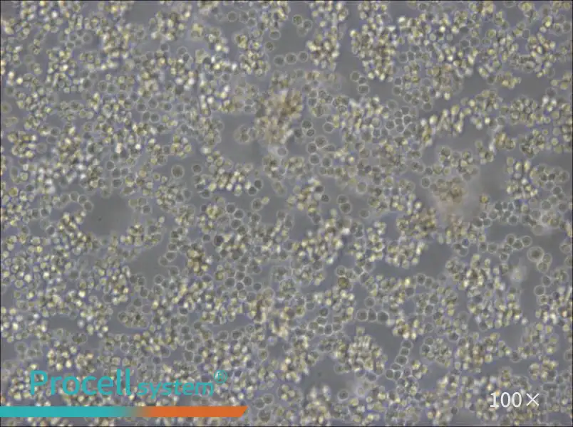 A20 Cell Complete MediumA20 Cell Complete Medium - 3