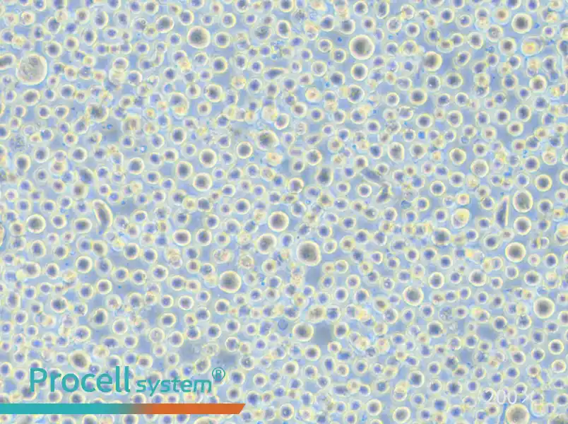 TF-1 Cell Complete Medium - 6