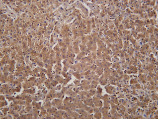 Recombinant β Catenin (Phospho Ser552) Monoclonal Antibody - 1