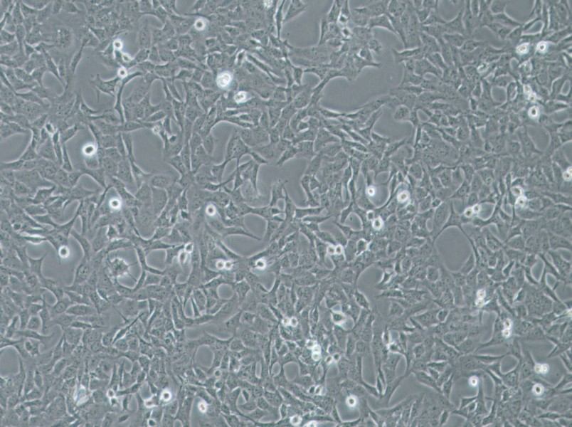 HTR-8-Svneo Cell Complete Medium - 3