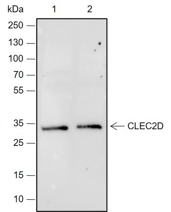 Recombinant CLEC2D Monoclonal Antibody-searchlist-1