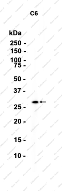 Recombinant GOSR1/GS28 Monoclonal Antibody - 1