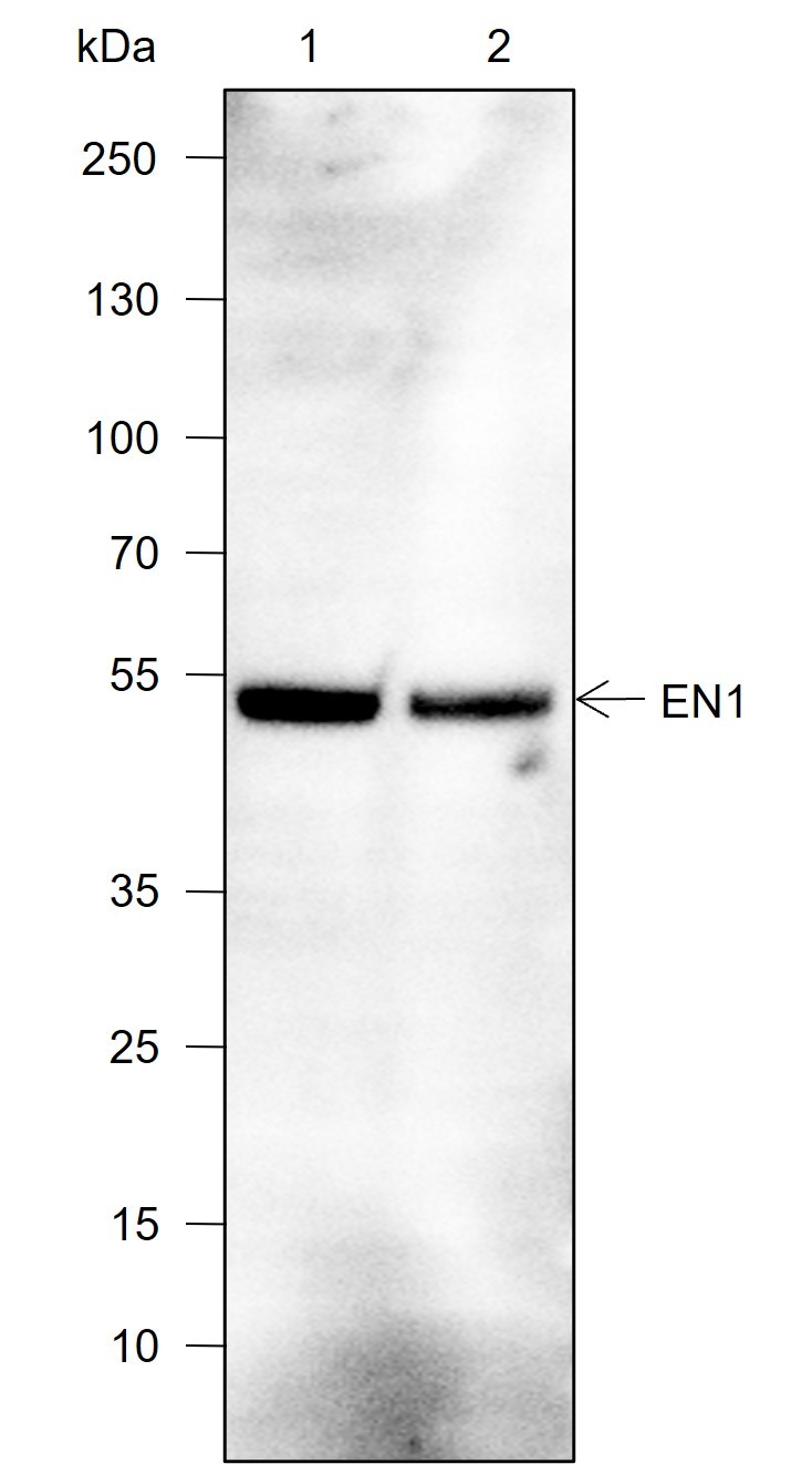 Recombinant EN1/Engrailed 1 Monoclonal Antibody-searchlist-1