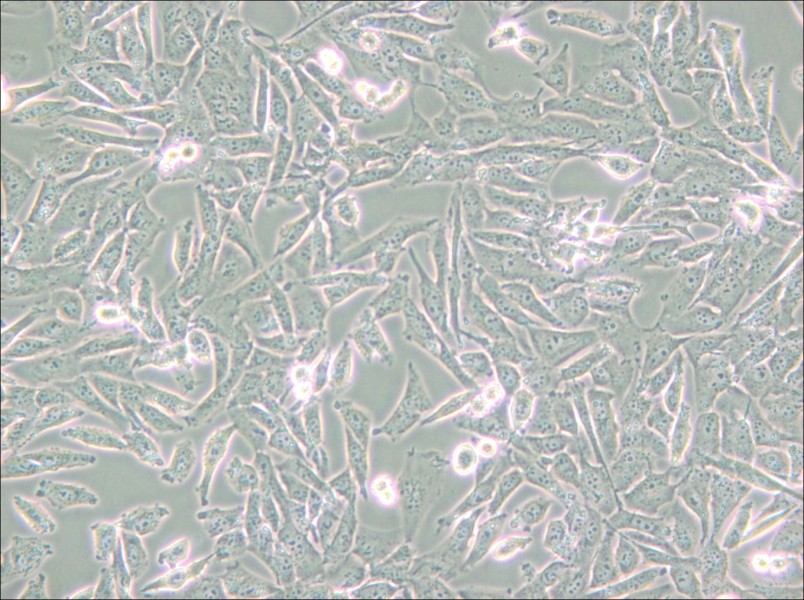 UM-UC-3 Cell Complete Medium - small - 6