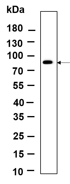 Recombinant IRAK-1 Monoclonal Antibody-searchlist-1