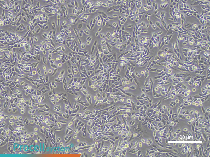 AA8 Cell Complete MediumAA8 Cell Complete Medium - 2