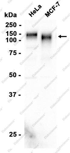 Recombinant LAMP2A Monoclonal Antibody - 1