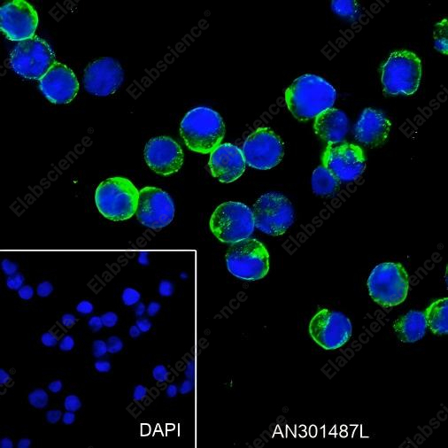 Recombinant CD79b Monoclonal Antibody - 4