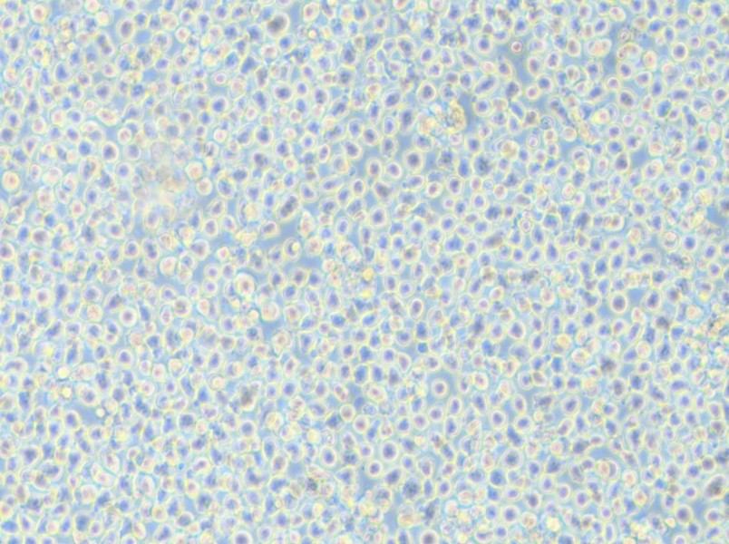 AMO1 Cell Complete Medium - small - 4