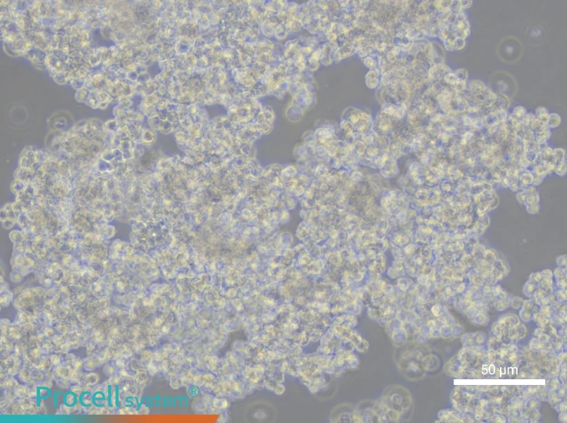 NCI-H211NCI-H211 - 5