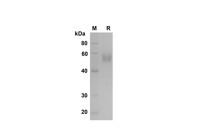 Recombinant Mouse Fas/TNFRSF6/CD95 Protein(Fc Tag)-1