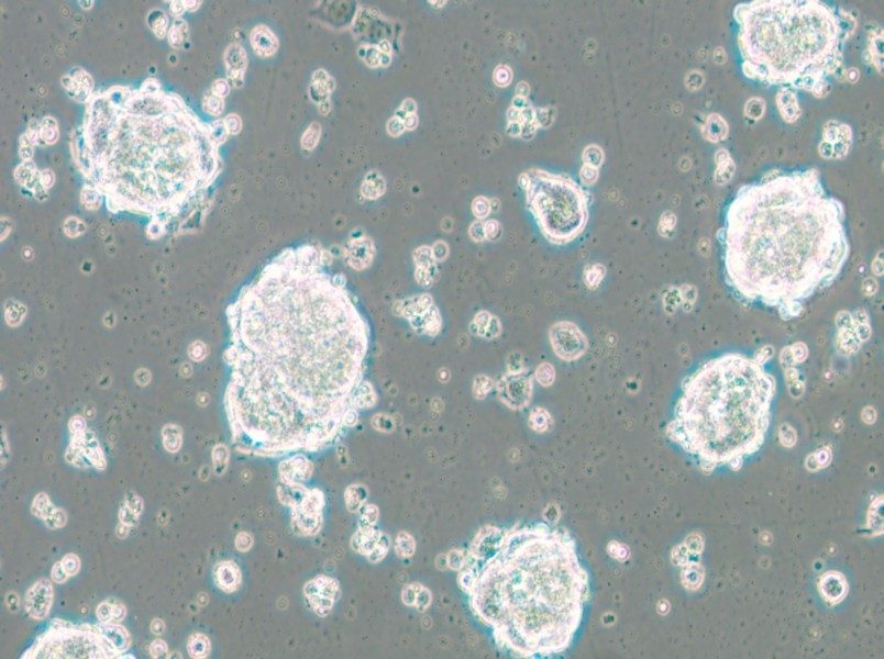 SK-ES-1 Cell Complete Medium - small - 4