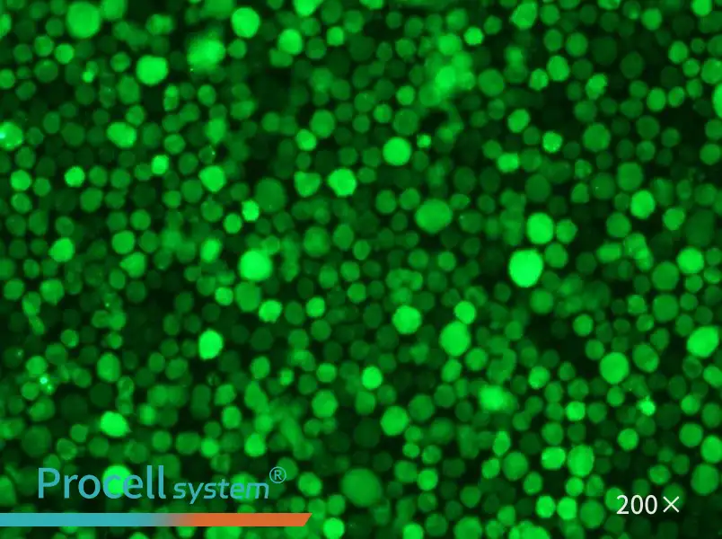 THP-1-GFP Cell Complete Medium - 4