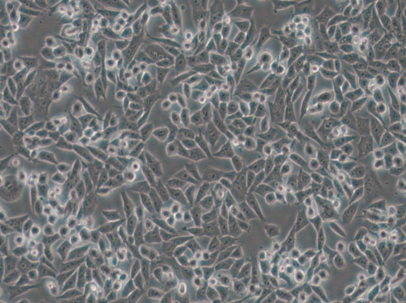 4T1 Cell Complete Medium - small - 5