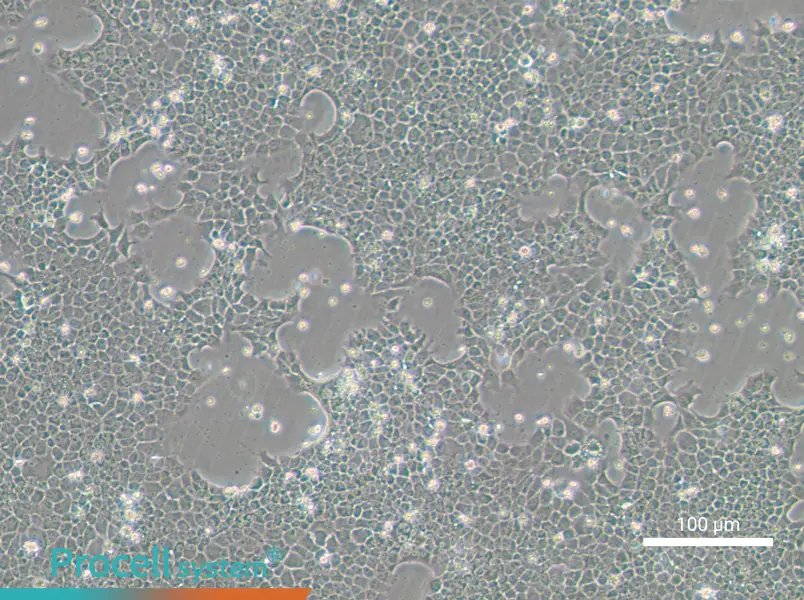 BNL CL.2 Cell Complete Medium - 3