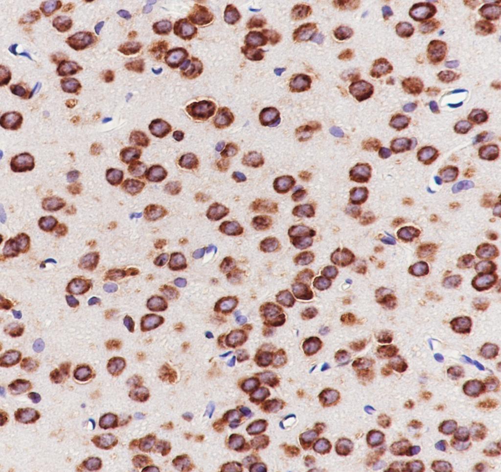 Recombinant eIF3G Monoclonal Antibody - small - 4