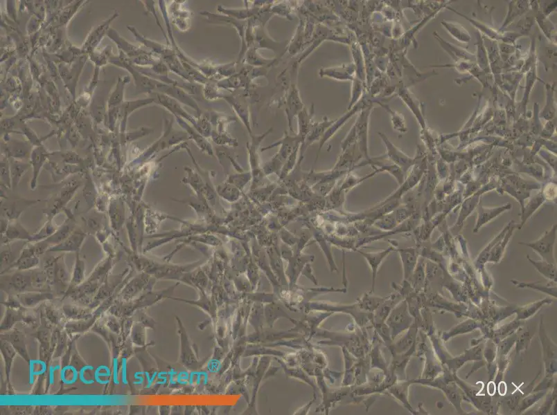 ES-2 Cell Complete Medium - small - 4