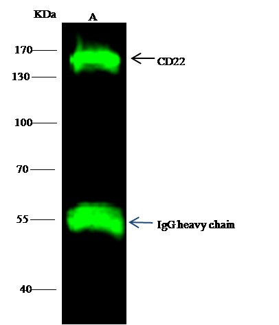 Recombinant CD22 Monoclonal Antibody - small - 2