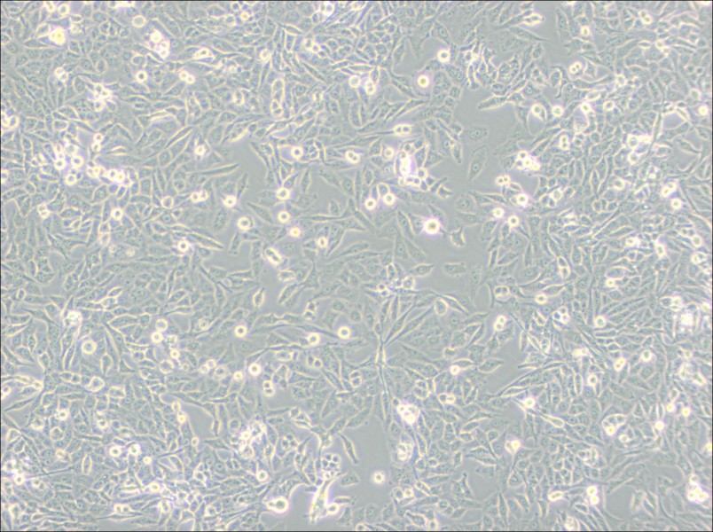 NCI-H157 Cell Complete Medium-searchlist-1