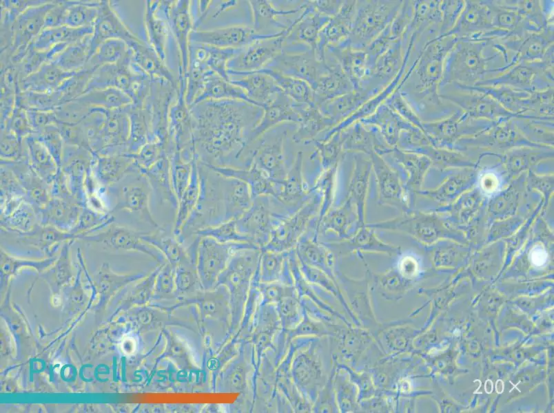 MG-63 Cell Complete Medium - small - 5