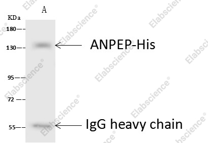 CD13 /ANPEP Monoclonal Antibody - 2