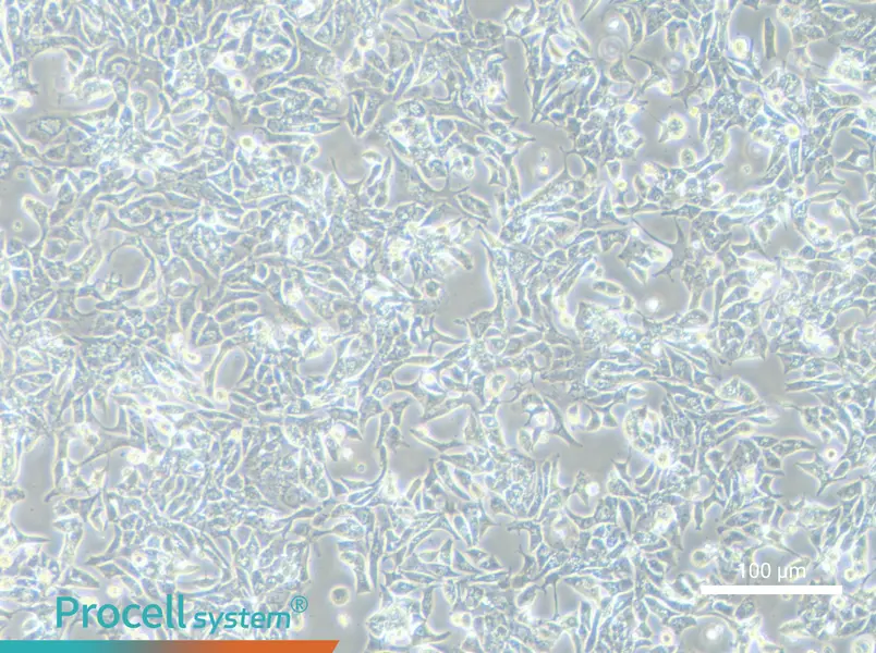 VCaPVCaP - 2