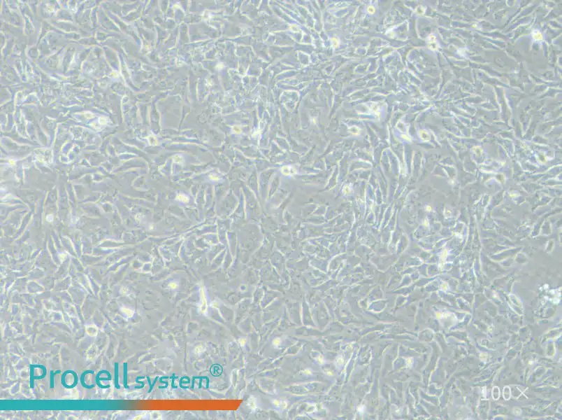 NCI-H2009 Cell Complete MediumNCI-H2009 Cell Complete Medium - 2
