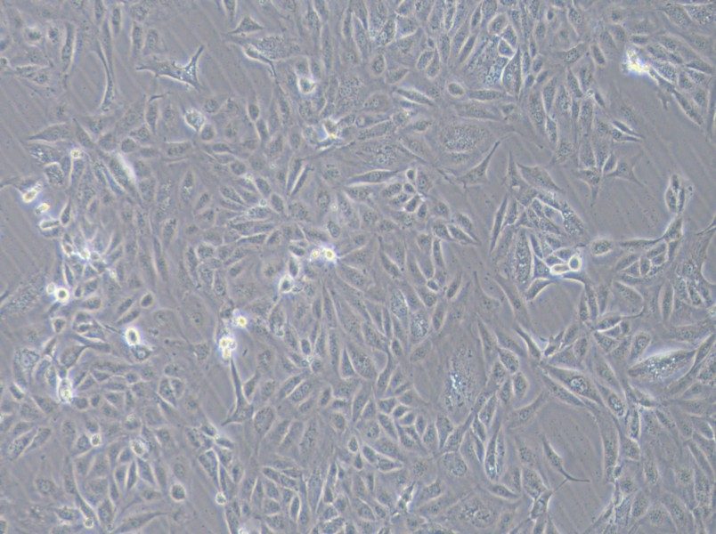 COV362 Cell Complete Medium - 3