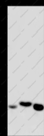Cytochrome b5 Polyclonal Antibody - 1