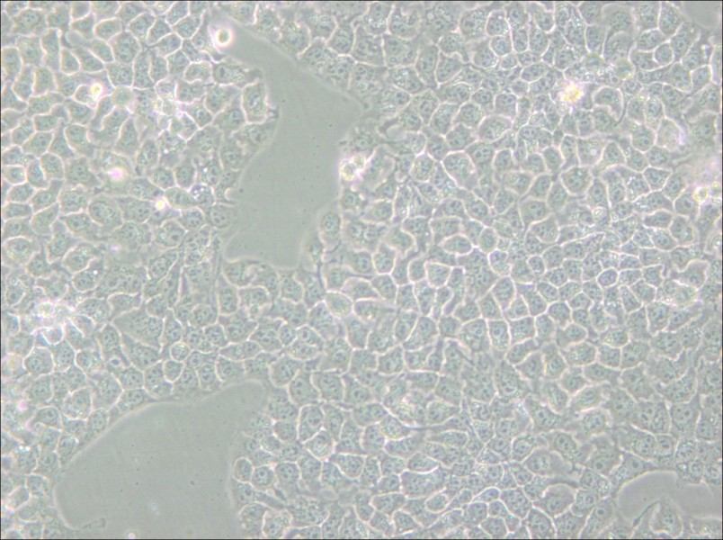 KYSE-510 Cell Complete Medium - small - 4